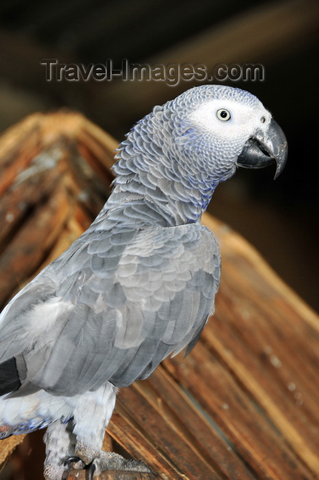 sao-tome27: Príncipe island, São Tomé and Príncipe / STP: Ghana / Congo African Grey Parrot - Psittacus erithacus princeps / papagaio cinzento da ilha do Príncipe - animal nacional - photo by M.Torres - (c) Travel-Images.com - Stock Photography agency - Image Bank