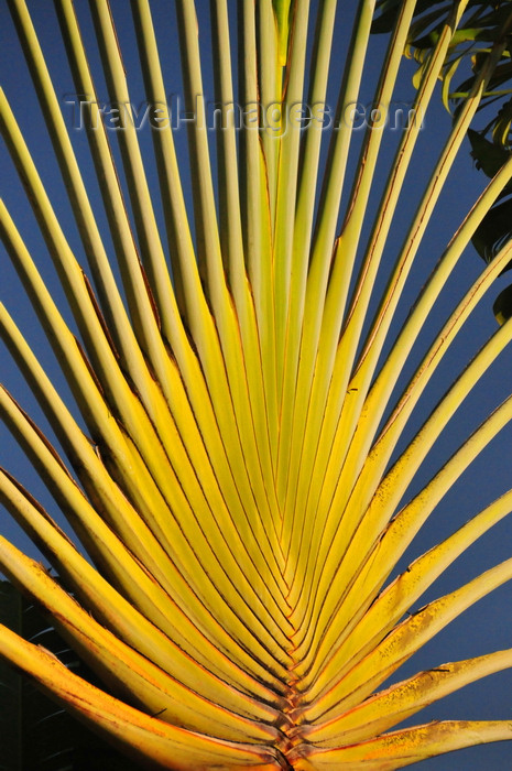 sao-tome279: Santo António, Príncipe island, São Tomé and Príncipe / STP: Traveller's Tree on the main square - Ravenala madagascariensis / árvore do viajante - photo by M.Torres - (c) Travel-Images.com - Stock Photography agency - Image Bank