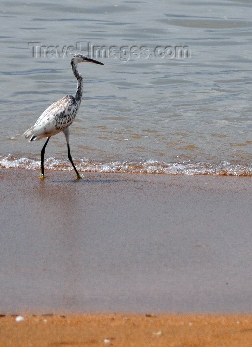 sao-tome29: São Tomé, São Tomé and Príncipe / STP: spotted heron on the beach - aquatic bird / garça na praia - photo by M.Torres - (c) Travel-Images.com - Stock Photography agency - Image Bank