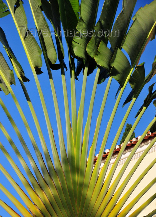 sao-tome3: Trindade, Mé-Zóchi district, São Tomé and Príncipe / STP: Traveller's Palm - Ravenala madagascariensis / Árvore-do-viajante - photo by M.Torres - (c) Travel-Images.com - Stock Photography agency - Image Bank