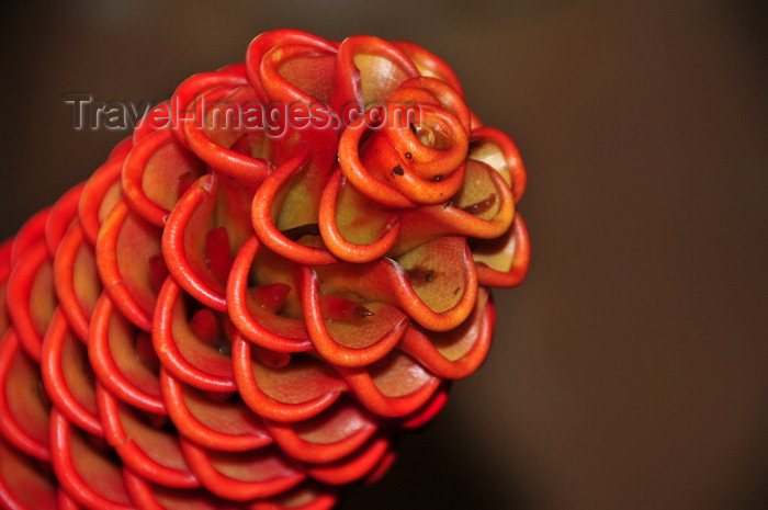 sao-tome306: Santo António, Príncipe island, São Tomé and Príncipe / STP: Beehive Ginger inflorescence - Zingiber spectabile - exotic flower / gengibre-magnífico ou sorvetão - brácteas dispostas formando alvéolos - flôr exótica - photo by M.Torres - (c) Travel-Images.com - Stock Photography agency - Image Bank