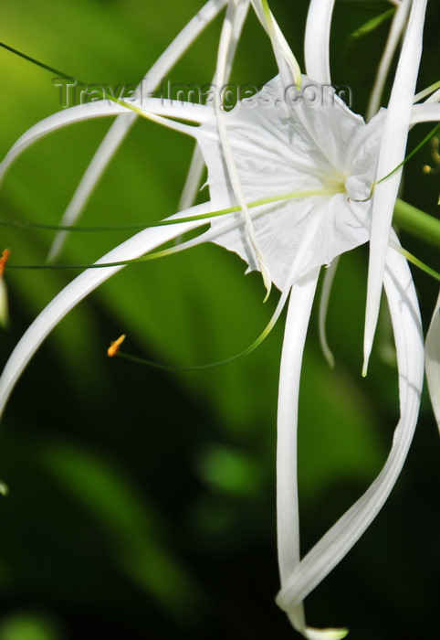 sao-tome5: Santo António, Príncipe island, São Tomé and Príncipe / STP: Beach Spider Lily - Hymenocallis littoralis - exotix flower / lírio-aranha - photo by M.Torres - (c) Travel-Images.com - Stock Photography agency - Image Bank