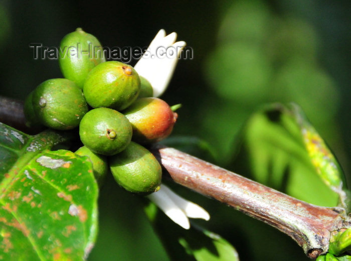 sao-tome56: Saudade Plantation /  Fazenda Saudade, Mé-Zóchi district, São Tomé and Príncipe / STP: coffee plant - grains of the arabica variety - Coffea arabica, first described by Linnaeus in 1753 / planta de café - frutos da variedade arábica - photo by M.Torres - (c) Travel-Images.com - Stock Photography agency - Image Bank