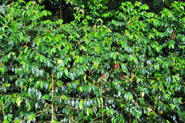 sao-tome58: Saudade Plantation /  Fazenda Saudade, Mé-Zóchi district, São Tomé and Príncipe / STP: coffee plants - robusta variety - Coffea canephora - Conillon / plantas de café - variedade robusta - photo by M.Torres - (c) Travel-Images.com - Stock Photography agency - Image Bank