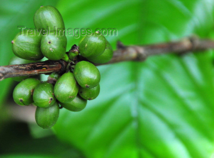 sao-tome59: Saudade Plantation /  Fazenda Saudade, Mé-Zóchi district, São Tomé and Príncipe / STP: coffee plant - fruits of the robusta variety - Coffea canephora - Conillon / planta de café - grãos da variedade robusta - photo by M.Torres - (c) Travel-Images.com - Stock Photography agency - Image Bank