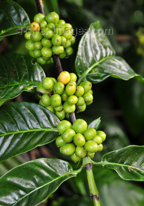 sao-tome60: Saudade Plantation /  Fazenda Saudade, Mé-Zóchi district, São Tomé and Príncipe / STP: coffee plant - unripe clusters of fruits of the robusta variety - Coffea canephora / planta de café - grãos da variedade robusta ainda verdes - photo by M.Torres - (c) Travel-Images.com - Stock Photography agency - Image Bank