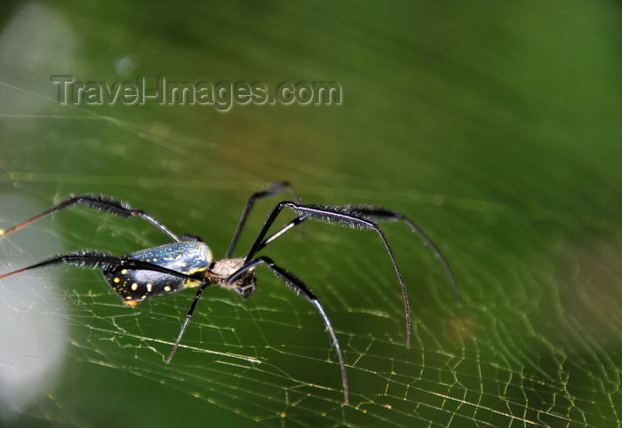 sao-tome61: Saudade Plantation /  Fazenda Saudade, Mé-Zóchi district, São Tomé and Príncipe / STP: large spider on its web / aranha na sua teia - photo by M.Torres - (c) Travel-Images.com - Stock Photography agency - Image Bank