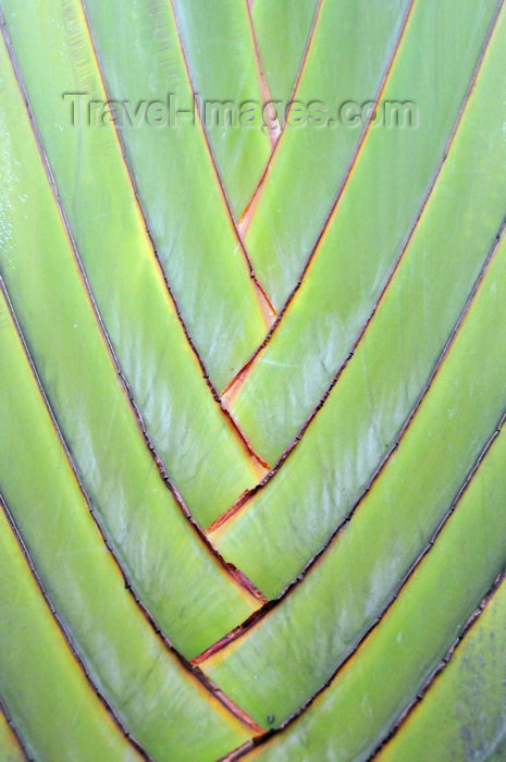 sao-tome69: São João plantation / roça São João, Caué district, São Tomé and Prícipe / STP: detail of a travellers' palm - Ravenala madagascariensis / árvore-do-viajante - detalhe - família Strelitziaceae - photo by M.Torres - (c) Travel-Images.com - Stock Photography agency - Image Bank