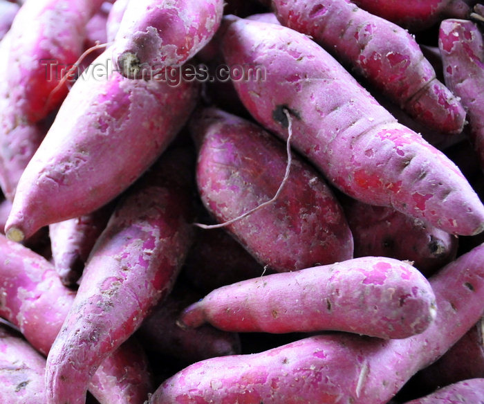 sao-tome72: São João plantation / roça São João, Caué district, São Tomé and Prícipe / STP: sweet potatoes - Ipomoea batatas / batata-doce - photo by M.Torres - (c) Travel-Images.com - Stock Photography agency - Image Bank