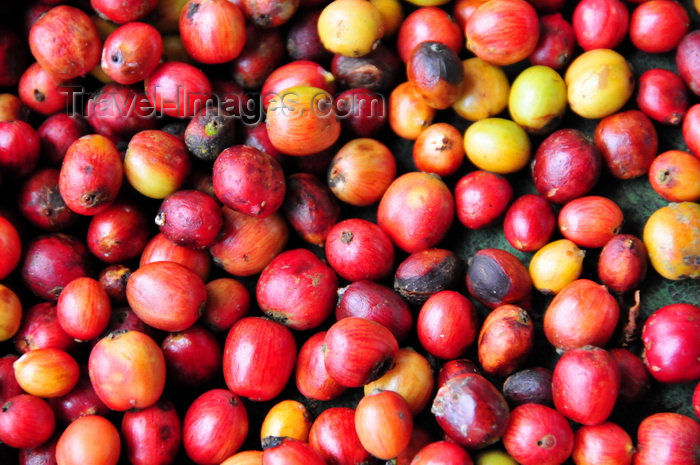 sao-tome73: São João plantation / roça São João, Caué district, São Tomé and Prícipe / STP: coffee fruits / frutos do cafeeiro- photo by M.Torres - (c) Travel-Images.com - Stock Photography agency - Image Bank