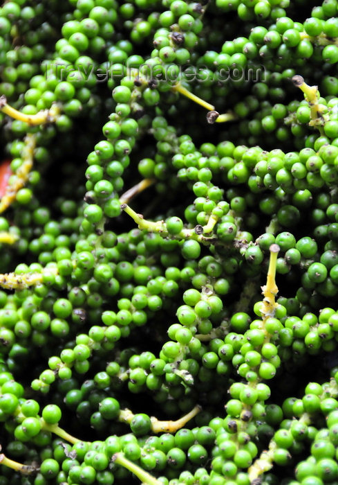 sao-tome76: São João plantation / roça São João, Caué district, São Tomé and Prícipe / STP:  fresh pepper corns / cachos de pimenta verde - photo by M.Torres - (c) Travel-Images.com - Stock Photography agency - Image Bank