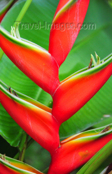 sao-tome81: São João plantation /  roça São João, Caué district, São Tomé and Prícipe / STP: Parrot beak flowers - Heliconia / Bico de papagaio - photo by M.Torres - (c) Travel-Images.com - Stock Photography agency - Image Bank