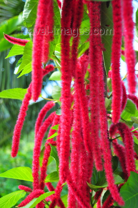 sao-tome84: São João plantation / roça São João, Caué district, São Tomé and Prícipe / STP: chenille plant - furry flowers of Acalypha hispida - Philippines Medusa, red hot cat's tail, fox tail / flôr rabo de macaco, rabo de gato - photo by M.Torres - (c) Travel-Images.com - Stock Photography agency - Image Bank