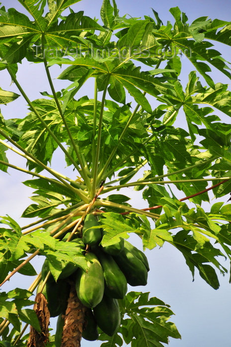 sao-tome85: São João plantation / roça São João, Caué district, São Tomé and Prícipe / STP: papaia tree with fruits - Carica papaya / mamões na árvore - photo by M.Torres - (c) Travel-Images.com - Stock Photography agency - Image Bank