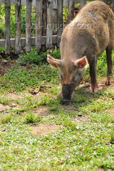 sao-tome92: São João dos Angolares, Caué district, São Tomé and Prícipe / STP: pig roaming the streets / porco procurando alimento na rua - photo by M.Torres - (c) Travel-Images.com - Stock Photography agency - Image Bank