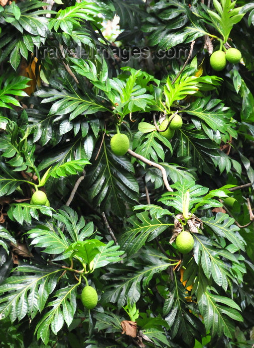 sao-tome95: Iô Grande river / rio Iô Grande, Caué district, São Tomé and Prícipe / STP:  the slender EN 2 road is bracketed by a green wall of breadfruit trees / fruta pão junto à Estrada Nacional 2 - photo by M.Torres - (c) Travel-Images.com - Stock Photography agency - Image Bank