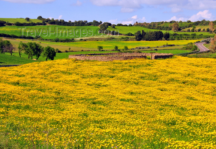 sardinia255: Isili, Cagliari province, Sardinia / Sardegna / Sardigna: field of yellow wild flowers, circular stone structure and road - Sarcidano sub-region - photo by M.Torres - (c) Travel-Images.com - Stock Photography agency - Image Bank