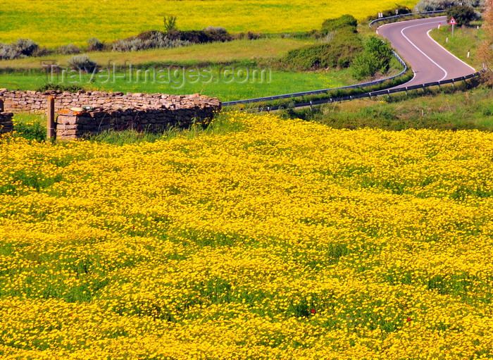 sardinia259: Isili, Cagliari province, Sardinia / Sardegna / Sardigna: wiggling road, field of yellow wild flowers and circular stone structure - Sarcidano sub-region - photo by M.Torres - (c) Travel-Images.com - Stock Photography agency - Image Bank