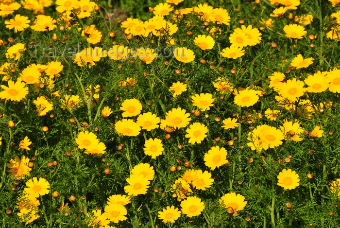 sardinia261: Isili, Cagliari province, Sardinia / Sardegna / Sardigna: flowers in the Sarcidano valley - photo by M.Torres - (c) Travel-Images.com - Stock Photography agency - Image Bank