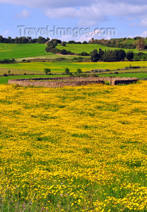 sardinia265: Isili, Cagliari province, Sardinia / Sardegna / Sardigna: stone structure on a field of yellow wild flowers - Sarcidano sub-region - photo by M.Torres - (c) Travel-Images.com - Stock Photography agency - Image Bank