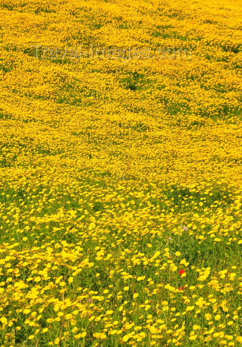 sardinia266: Isili, Cagliari province, Sardinia / Sardegna / Sardigna: field of yellow wild flowers - Sarcidano sub-region - photo by M.Torres - (c) Travel-Images.com - Stock Photography agency - Image Bank