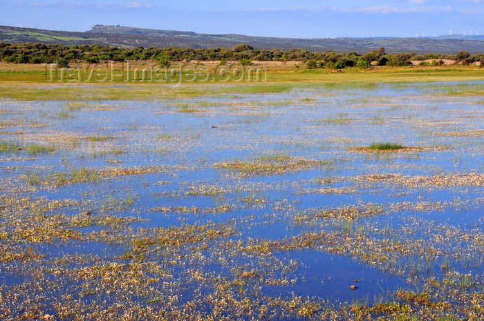 sardinia268: Orroli / Arròli municipality, Cagliari province, Sardinia / Sardegna / Sardigna: flowers on the water - Flumendosa river second dam - lago del Medio Flumendosa - Lago del Flumendosa - Sarcidano sub-region - photo by M.Torres - (c) Travel-Images.com - Stock Photography agency - Image Bank