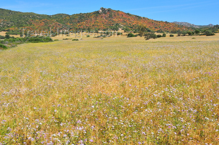 sardinia279: Castiadas municipality, Cagliari province, Sardinia / Sardegna / Sardigna: filed of wild flowers - photo by M.Torres - (c) Travel-Images.com - Stock Photography agency - Image Bank