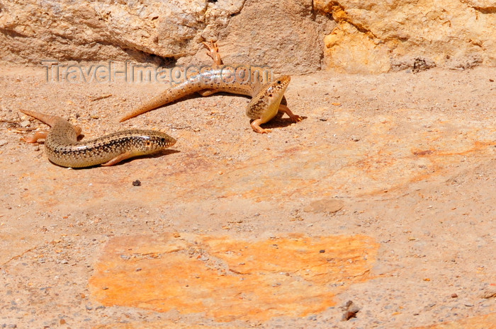 sardinia288: Uta / Uda, Cagliari province, Sardinia / Sardegna / Sardigna: Ocellated skinks bask in the sun - Chalcides ocellatus - lizards with short legs - photo by M.Torres - (c) Travel-Images.com - Stock Photography agency - Image Bank