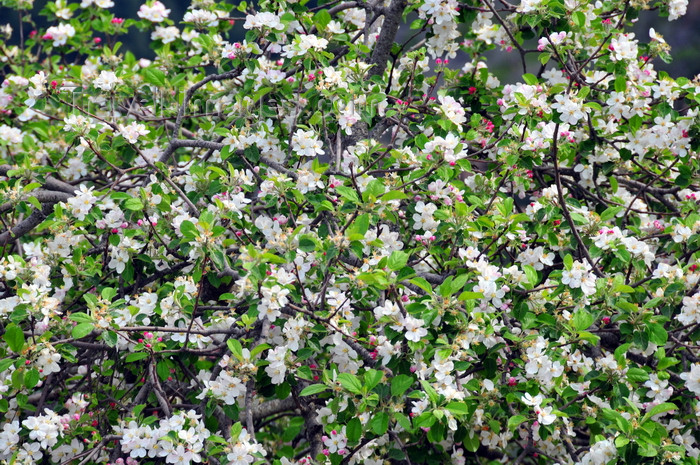 sardinia34: Urzulei, Ogliastra province, Sardinia / Sardegna / Sardigna: almond tree in blossom - photo by M.Torres - (c) Travel-Images.com - Stock Photography agency - Image Bank