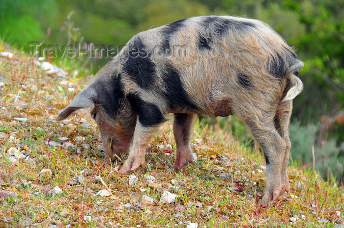 sardinia35: Urzulei, Ogliastra province, Sardinia / Sardegna / Sardigna: a pig roams free - photo by M.Torres - (c) Travel-Images.com - Stock Photography agency - Image Bank