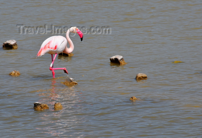 sardinia374: Cagliari, Sardinia / Sardegna / Sardigna: pink flamingo on the eastern lagoon - Stagno di Molentargius - photo by M.Torres - (c) Travel-Images.com - Stock Photography agency - Image Bank