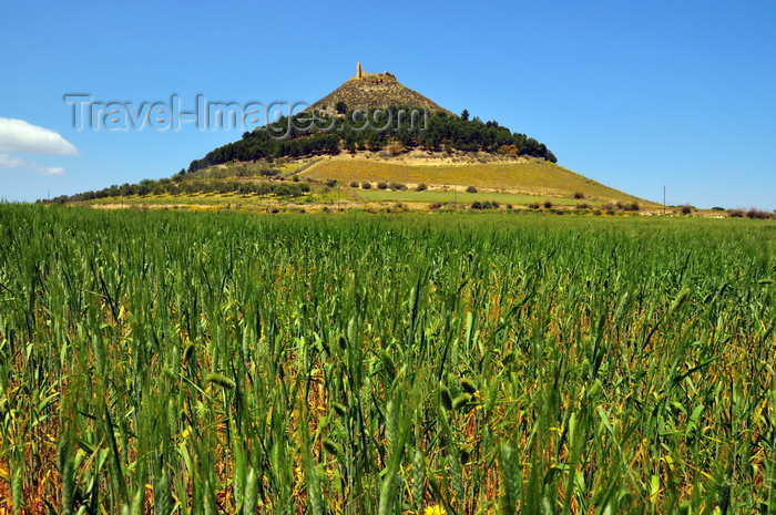 sardinia59: Las Plassas / Is Pratzas, Medio Campidano province, Sardinia / Sardegna / Sardigna: Marmilla / Las Plassas castle and its conical hill seen from a filed of wheat - built by Eleonora d'Arborea - castello giudicale di Las Plassas - photo by M.Torres - (c) Travel-Images.com - Stock Photography agency - Image Bank