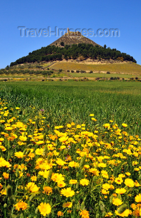 sardinia60: Las Plassas / Is Pratzas, Medio Campidano province, Sardinia / Sardegna / Sardigna: medieval  castle of Marmilla / Las Plassas and a field of flowers - built over a nuragic fortress - Castello di Marmilla - photo by M.Torres - (c) Travel-Images.com - Stock Photography agency - Image Bank