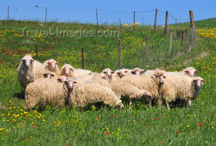 sardinia67: Las Plassas / Is Pratzas, Medio Campidano province, Sardinia / Sardegna / Sardigna: sheep gather for protection - green field - Marmilla region - pecore - photo by M.Torres - (c) Travel-Images.com - Stock Photography agency - Image Bank