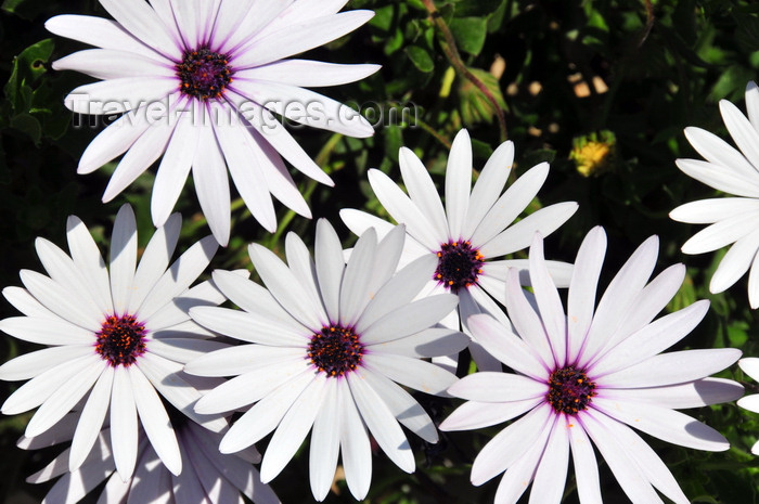 sardinia75: Tuili, Medio Campidano province, Sardinia / Sardegna / Sardigna: white daisies in the garden of the town hall - Asteraceae - photo by M.Torres - (c) Travel-Images.com - Stock Photography agency - Image Bank