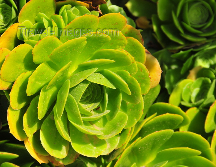 sardinia76: Tuili, Medio Campidano province, Sardinia / Sardegna / Sardigna: succulent plant - rosette - garden of the town hall - photo by M.Torres - (c) Travel-Images.com - Stock Photography agency - Image Bank