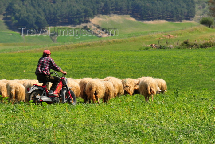 sardinia81: Barumini, Medio Campidano province, Sardinia / Sardegna / Sardigna: shepherd using a motorbike to lead his sheep - Marmilla region - photo by M.Torres - (c) Travel-Images.com - Stock Photography agency - Image Bank