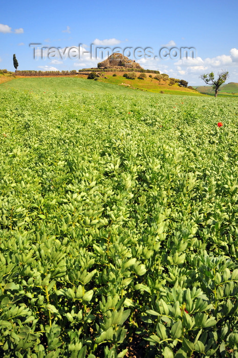 sardinia84: Barumini, Medio Campidano province, Sardinia / Sardegna / Sardigna: Su Nuraxi nuraghic archaeological site and endless fields of fava beans - Patrimonio dell'umanità - photo by M.Torres - (c) Travel-Images.com - Stock Photography agency - Image Bank