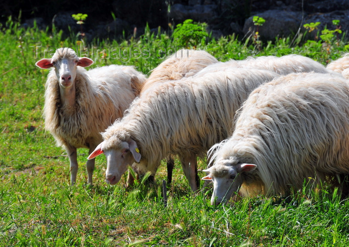 sardinia89: Gesturi, Medio Campidano province, Sardinia / Sardegna / Sardigna: sheep grazing - pecore al pascolo - photo by M.Torres - (c) Travel-Images.com - Stock Photography agency - Image Bank
