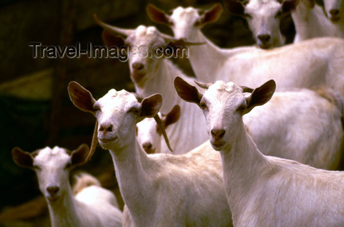 saudi-arabia2: Saudi Arabia - Asir province: white goats posing for the photographer (photo by F.Rigaud) - (c) Travel-Images.com - Stock Photography agency - Image Bank