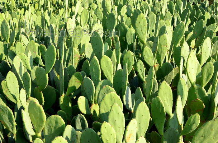 saudi-arabia253: Dammam, Eastern Province, Saudi Arabia: ornamental Opuntia cacti - photo by M.Torres - (c) Travel-Images.com - Stock Photography agency - Image Bank
