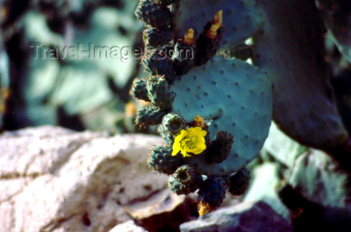 saudi-arabia3: Saudi Arabia - Asir province: cactus blossoming - photo by F.Rigaud  - (c) Travel-Images.com - Stock Photography agency - Image Bank