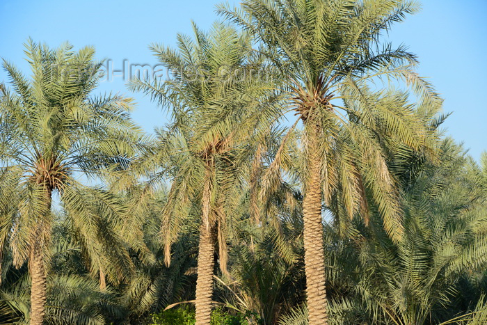 saudi-arabia98: Al-Ahsa Oasis, Al-Hofuf, Al-Ahsa Governorate, Eastern Province, Saudi Arabia: date palms at the Eastern Oasis - UNESCO World Heritage site - photo by M.Torres - (c) Travel-Images.com - Stock Photography agency - Image Bank