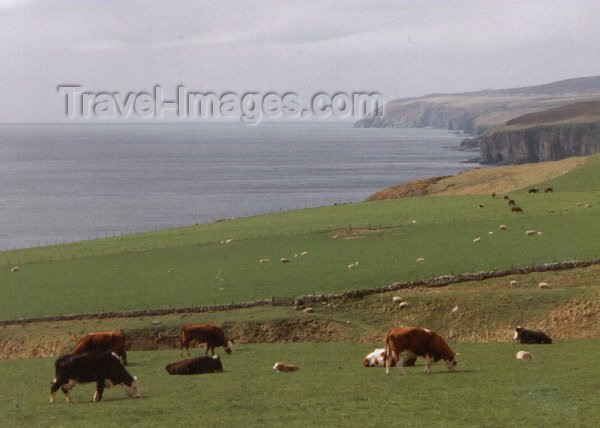 scot12: Scotland - Northeast coast, Highlands: Grazing over the North Sea - photo by M.Torres - (c) Travel-Images.com - Stock Photography agency - Image Bank