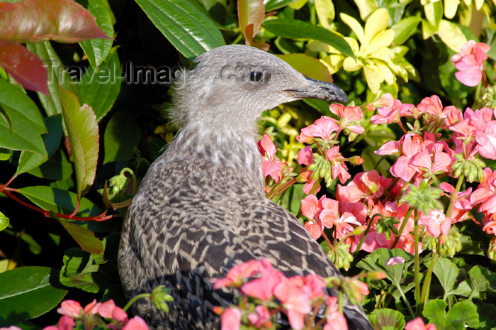 scot155: Scotland - Glasgow: the locals in Glasgow call this a flying rat otherwise known as a seagull - hiding inbushes among the gardens of George Square - photo by C.McEachern - (c) Travel-Images.com - Stock Photography agency - Image Bank