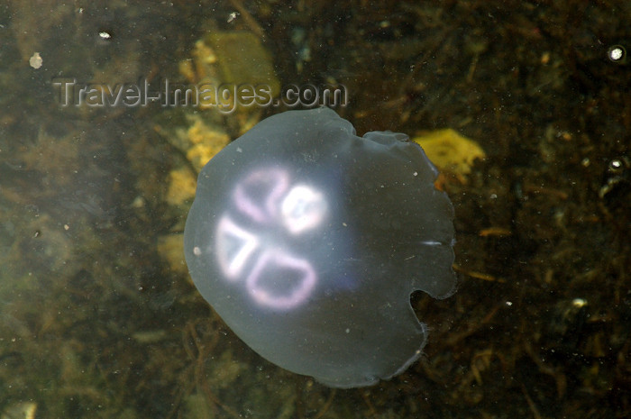 scot184: Scotland - Islay Island - Bowmore: Moon jellyfish in the harbour - looking at the moon jellyfish from above, you can see four purple horseshoe-shaped parts, these are the gonads, or primary sex glands. - photo by C.McEachern - (c) Travel-Images.com - Stock Photography agency - Image Bank