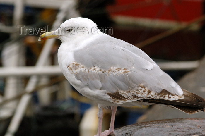 scot208: Scotland - Mallaig: seagull in the harbour - even the seabirds were dripping wet on this cold wet day in July - Highlands - photo by C.McEachern - (c) Travel-Images.com - Stock Photography agency - Image Bank