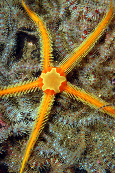 scot214: St. Abbs, Berwickshire, Scottish Borders Council, Scotland: Brittle stars - photo by D.Stephens - (c) Travel-Images.com - Stock Photography agency - Image Bank