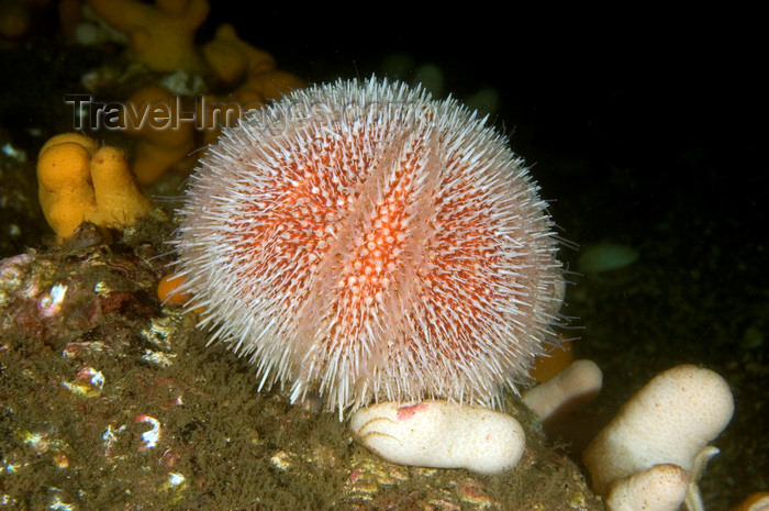 scot215: St. Abbs, Berwickshire, Scottish Borders Council, Scotland: Common or edible sea urchin on reef - Echinus esculentus - photo by D.Stephens - (c) Travel-Images.com - Stock Photography agency - Image Bank
