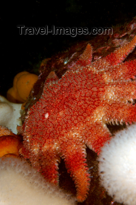 scot216: St. Abbs, Berwickshire, Scottish Borders Council, Scotland: Common sunstar - Red sunstar - Crossaster papposus - photo by D.Stephens - (c) Travel-Images.com - Stock Photography agency - Image Bank